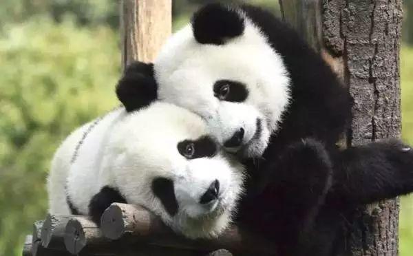 大熊猫喜欢吃什么食物（分享主要以什么食物为主）缩略图