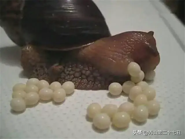 蜗牛怀孕了是什么样子的呢（分享蜗牛怀孕生产的表现有哪些）缩略图