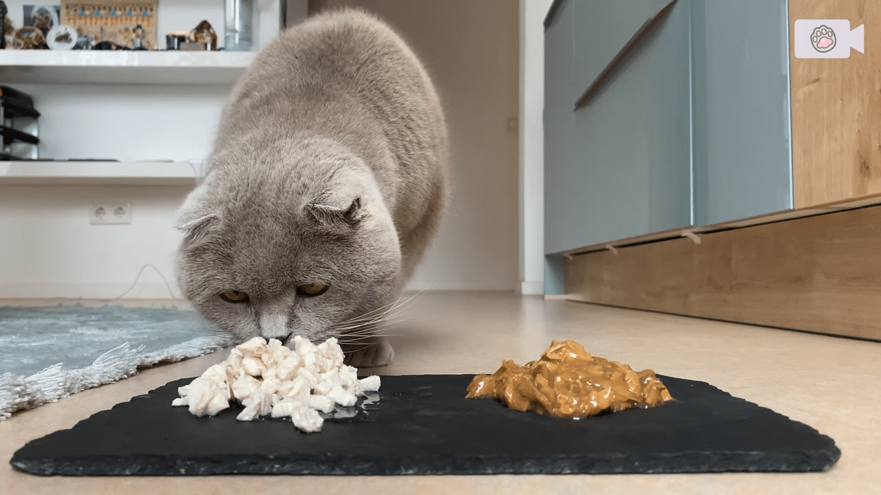 猫咪能吃黄瓜吗（最爱吃的10种蔬菜分享）