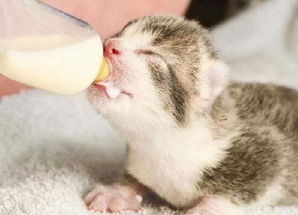 猫咪可以喝什么奶粉比较好（刚断奶的怎么喂养）