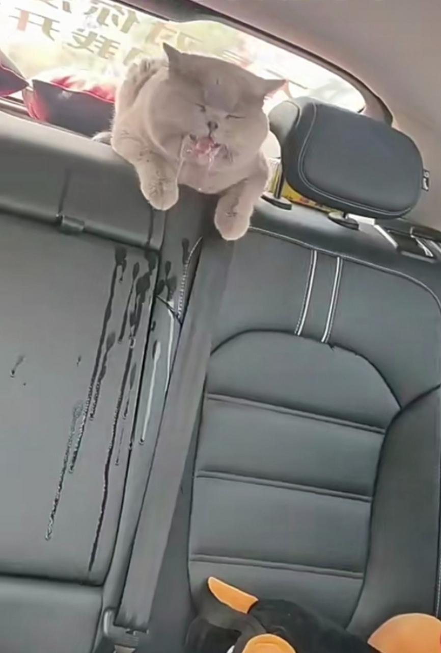 宠物猫会晕车吗（晕车怎么舒缓分享）