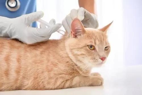 小奶猫多大可以打疫苗（小奶猫都需要打什么疫苗分享）