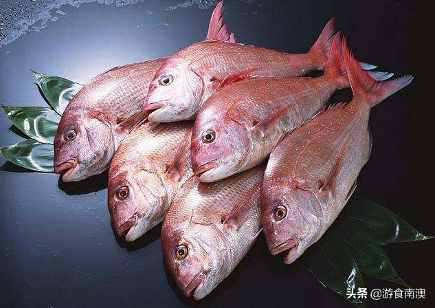 红色海鱼有哪些品种图片（常见海里红色的鱼分享）