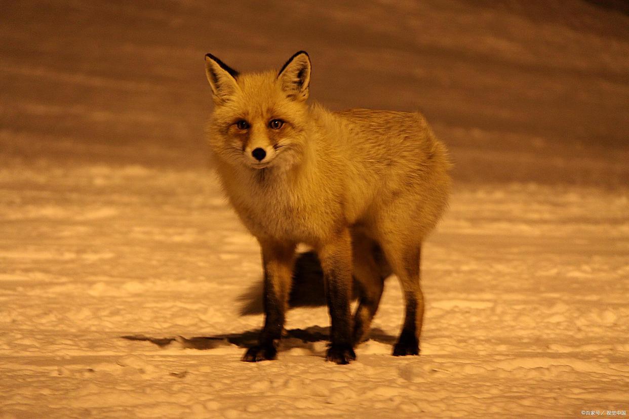 狐狸是哺乳动物吗为什么（）