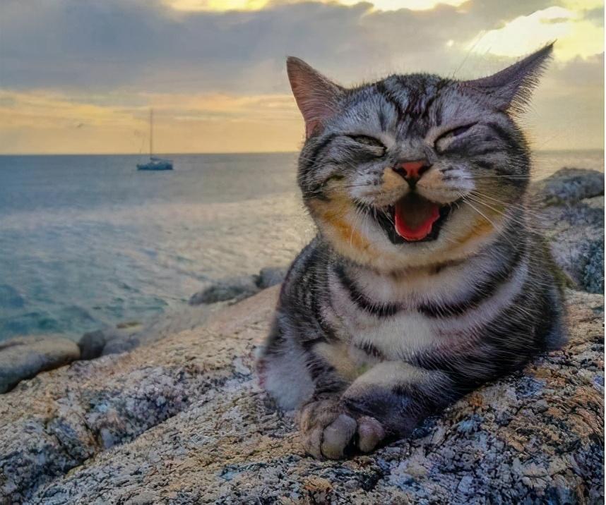 宠物猫咪开心的表现是什么（表示开心的动作分享）