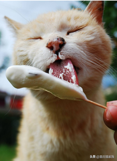 猫咪可以吃雪糕吗有毒吗（吃了会死吗有什么影响分享）