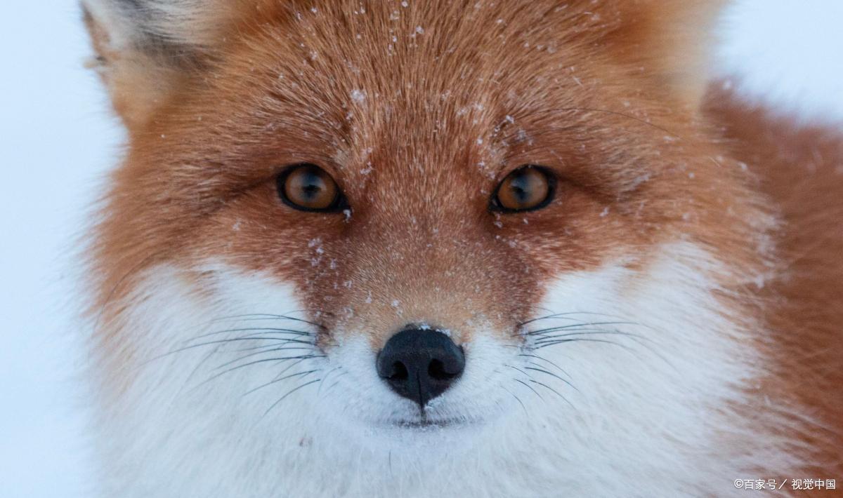 狐狸是哺乳动物吗为什么（）