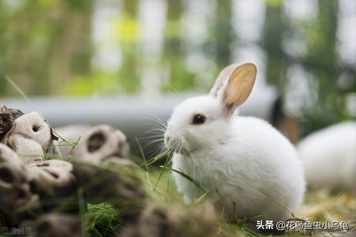 宠物兔子可以吃什么蔬菜水果（最爱吃的10种食物分享）