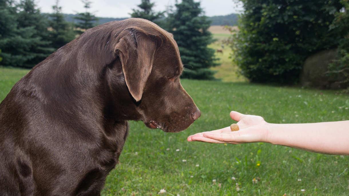 宠物拉布拉多犬训练方法教程（训犬的十句口诀分享）