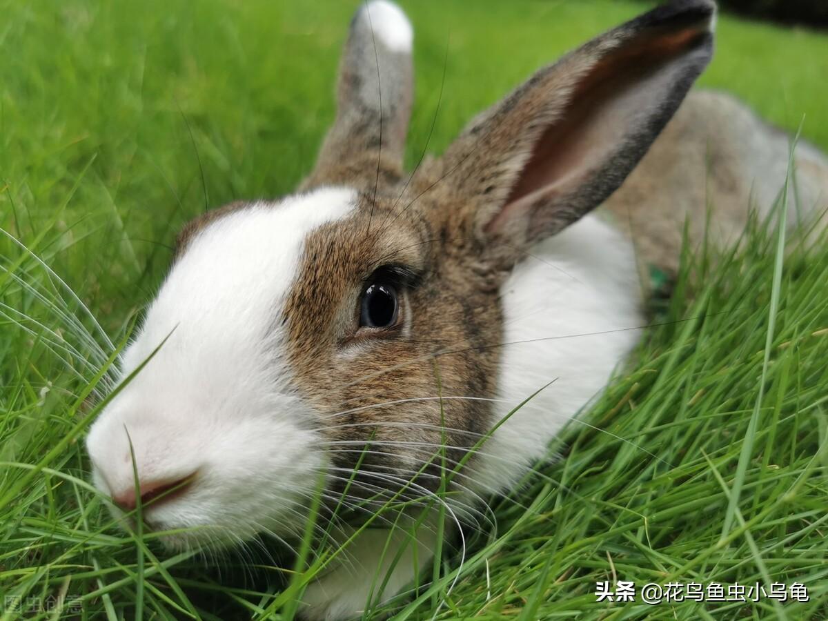 宠物兔子可以吃什么蔬菜水果（最爱吃的10种食物分享）