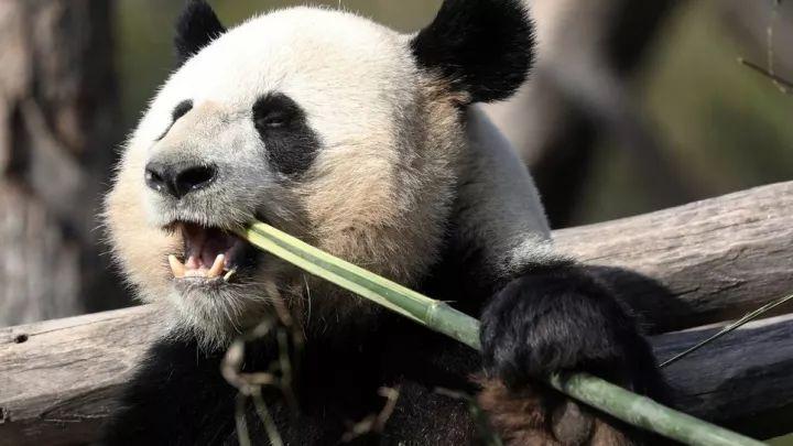 大熊猫喜欢吃什么食物（大熊猫主要以什么食物为主）