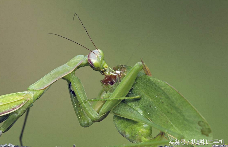 母螳螂吃公螳螂是为什么呢