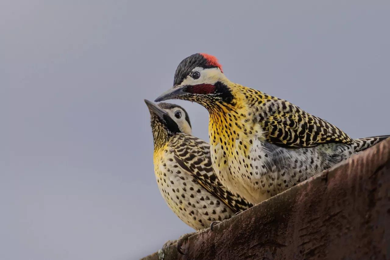 啄木鸟的特点和生活习惯有哪些