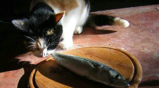 猫为什么喜欢吃鱼（猫咪喜欢吃鱼的原因有哪些）