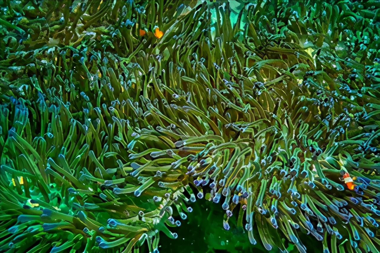珊瑚和珊瑚虫都是生物吗为什么呢