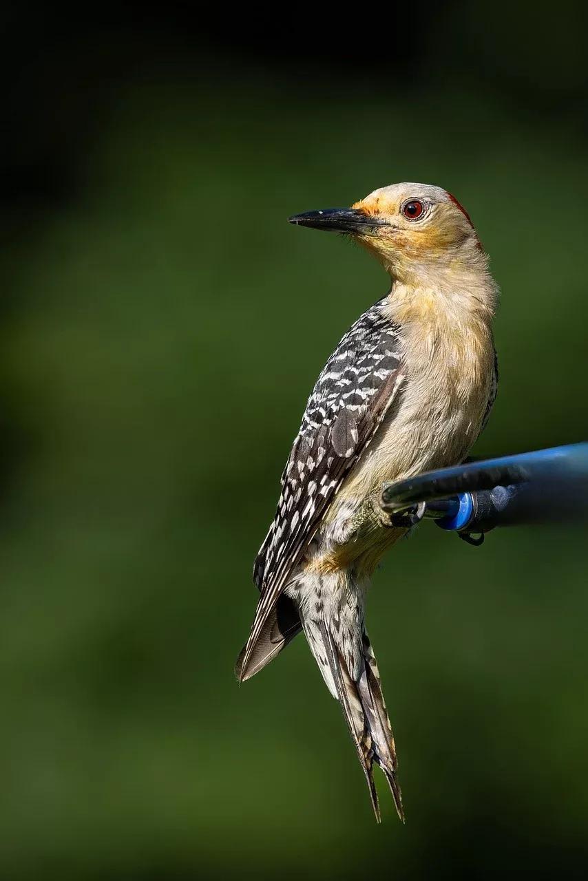 啄木鸟的特点和生活习惯有哪些