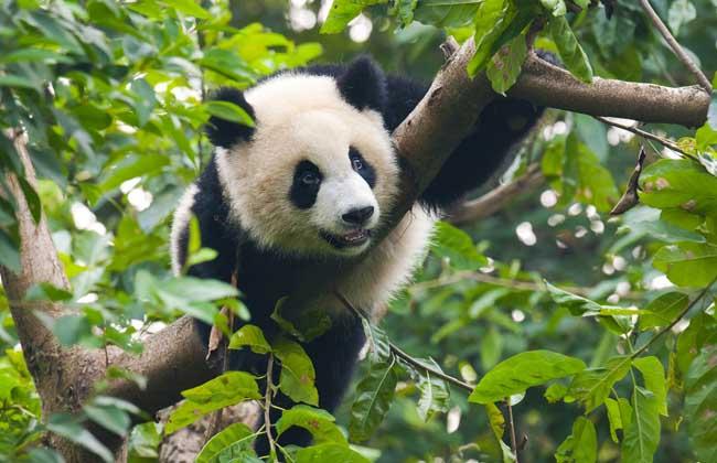 大熊猫生活习性特点