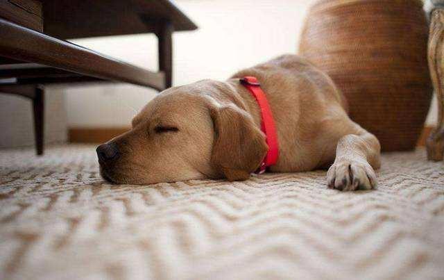 小狗睡觉翻白眼正常吗是什么原因