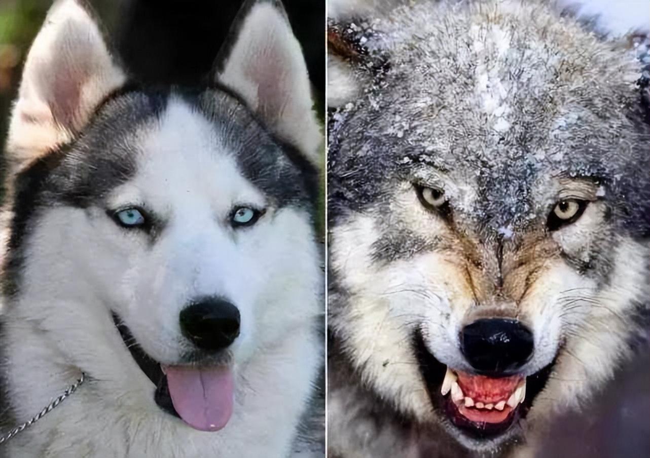 狼和狗的区别在哪