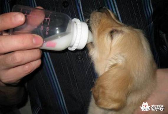 狗可以喝羊奶吗（狗狗喝羊奶的好处）