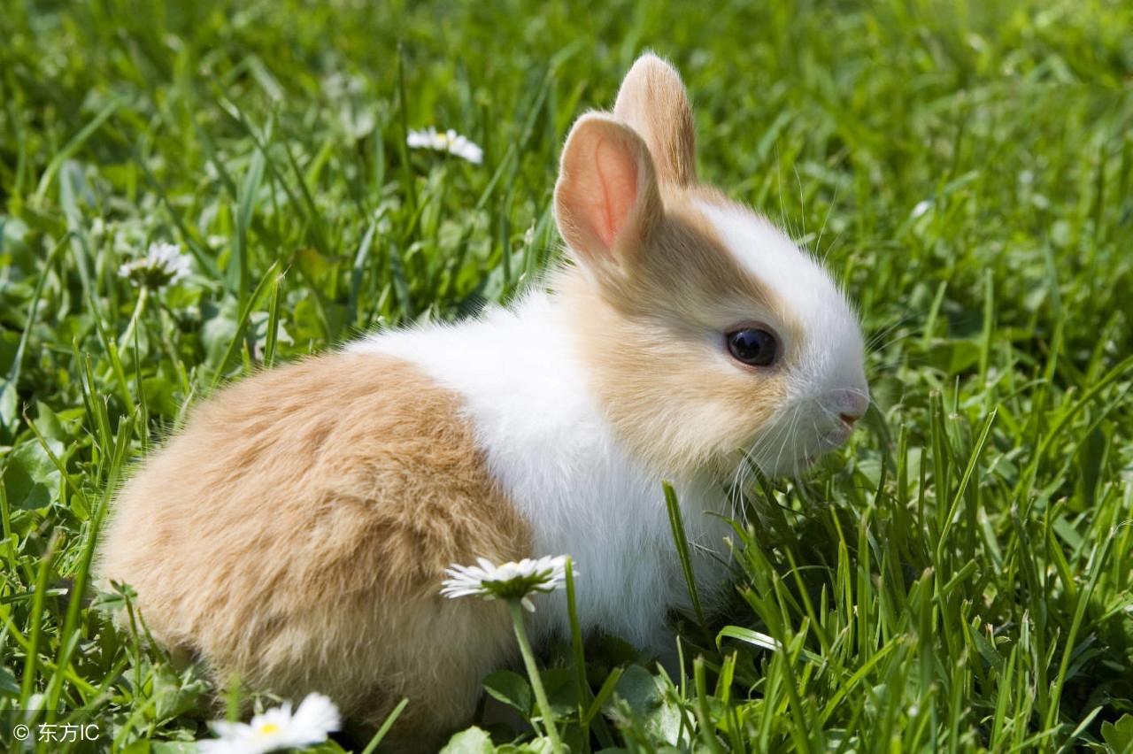 兔子可以吃竹笋吗有毒吗(宠物兔吃竹笋会死吗）