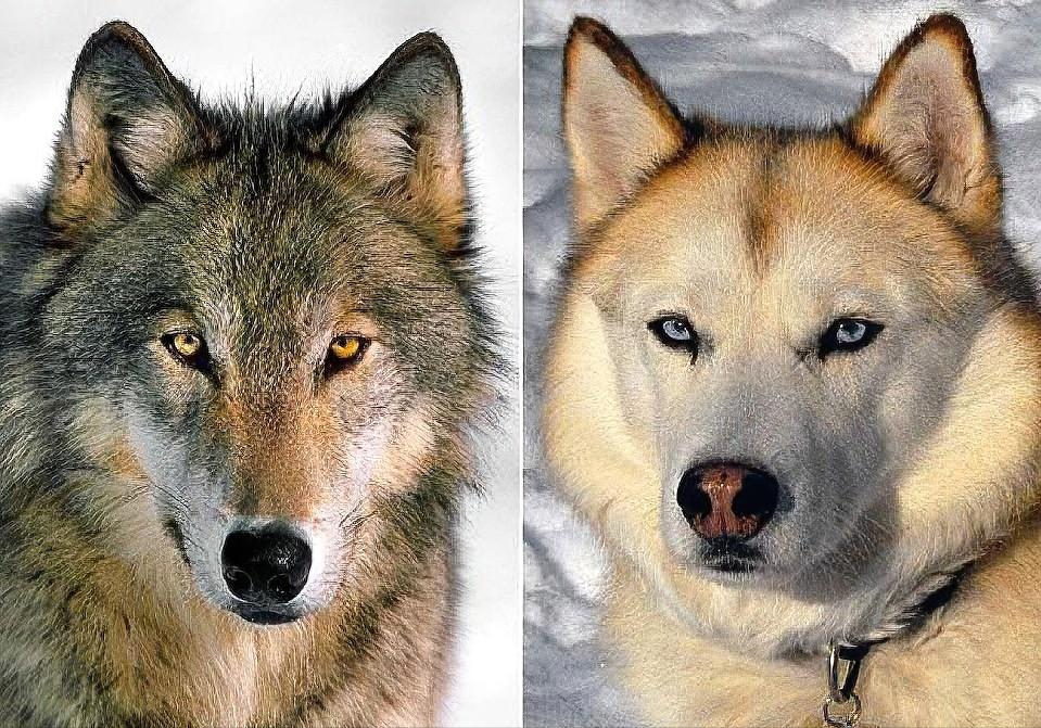 狼和狗的区别在哪