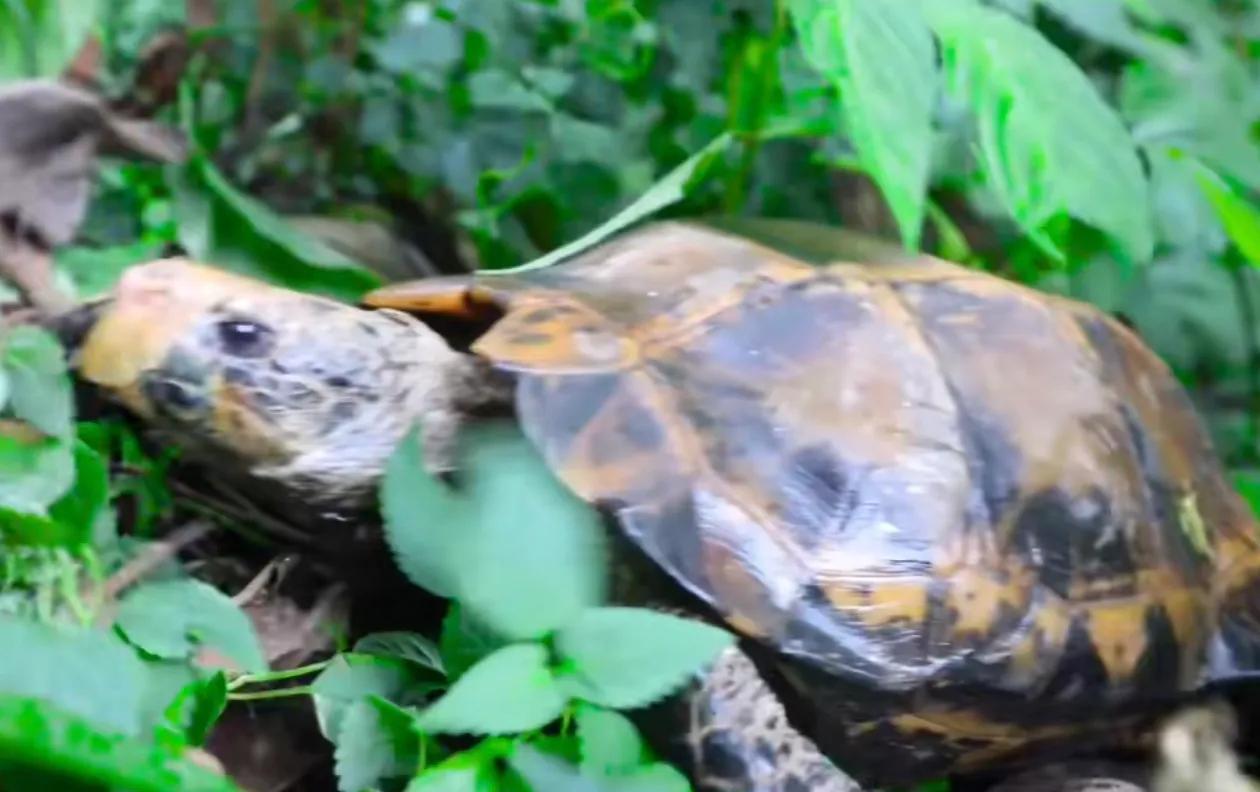 缅甸陆龟是几级保护动物