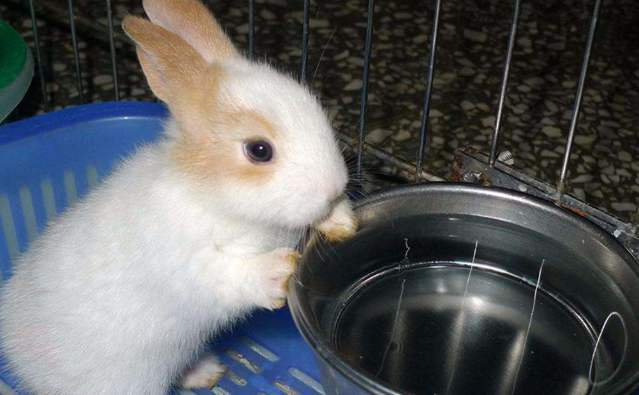 兔子不能喝水是真的吗