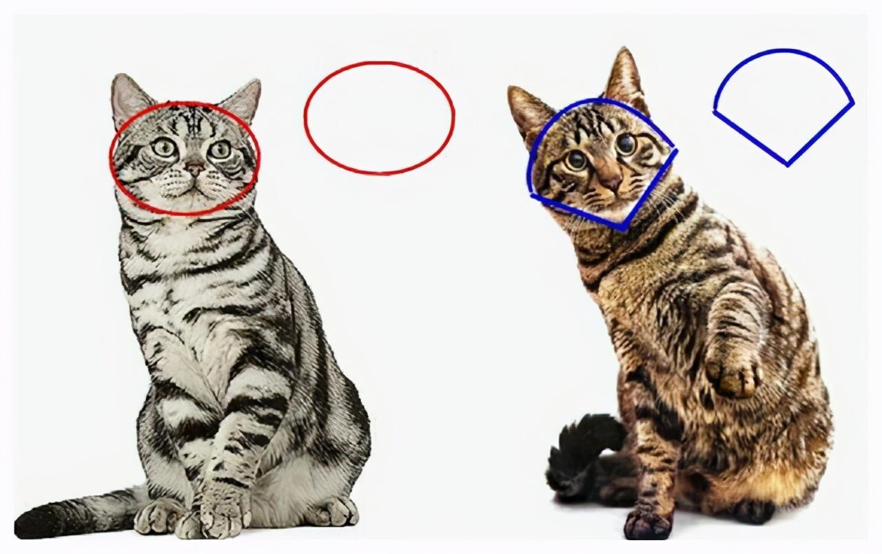 美短猫和狸花猫的区别在哪（两者之间的不同之处）