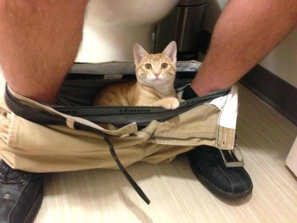 猫为什么喜欢看人上厕所的原因有哪些