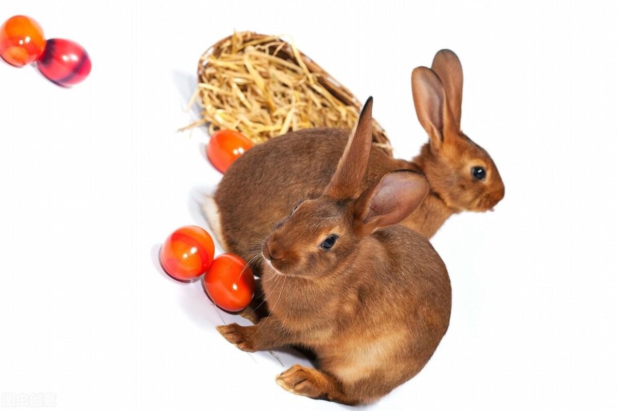 兔子吃什么水果比较好（分享宠物兔能吃的水果有哪些）缩略图