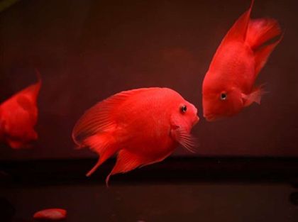 血鹦鹉鱼怎么养比较红