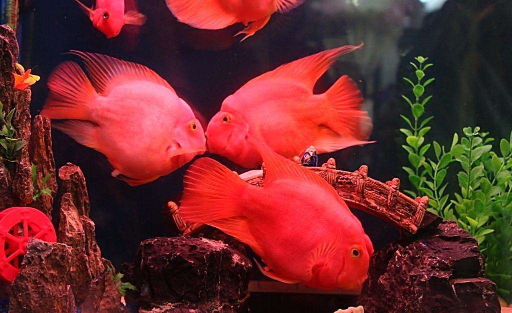 血鹦鹉鱼怎么养比较红