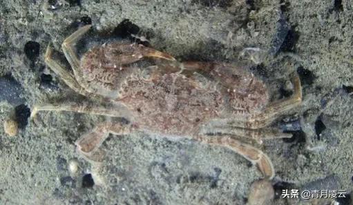 海边最常见的螃蟹有哪些