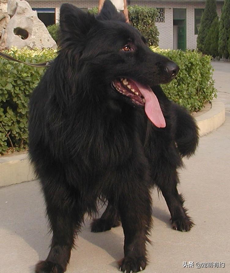 黑熊犬是什么品种的犬(属于什么犬类）