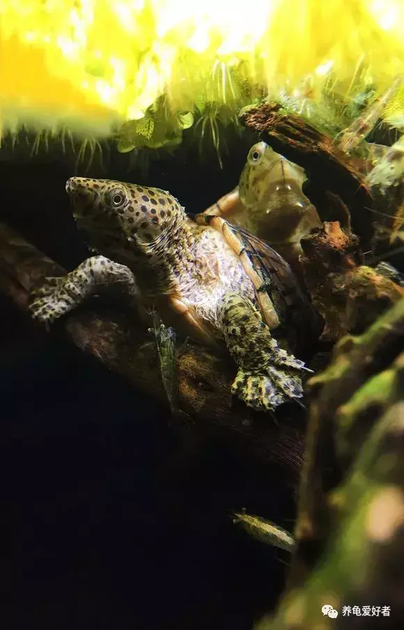 水龟和陆龟的区别在哪（分享两者之间有什么不同）