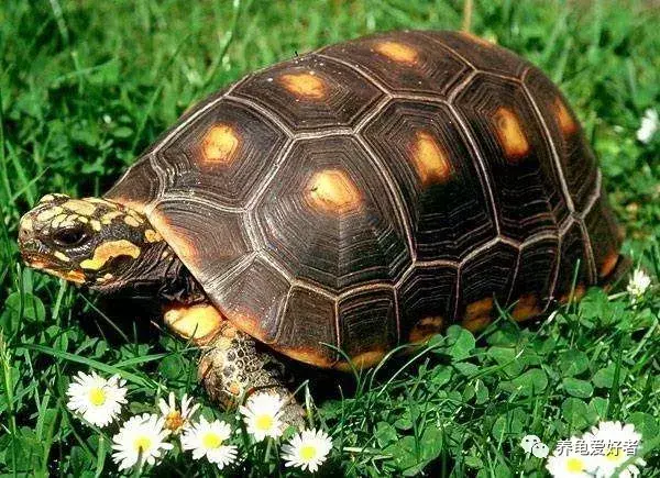 水龟和陆龟的区别在哪（分享两者之间有什么不同）