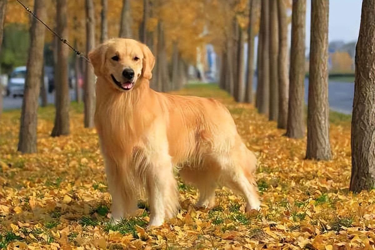 金毛都是大型犬吗为什么（分享了解金毛的5大特点养狗不踩坑）