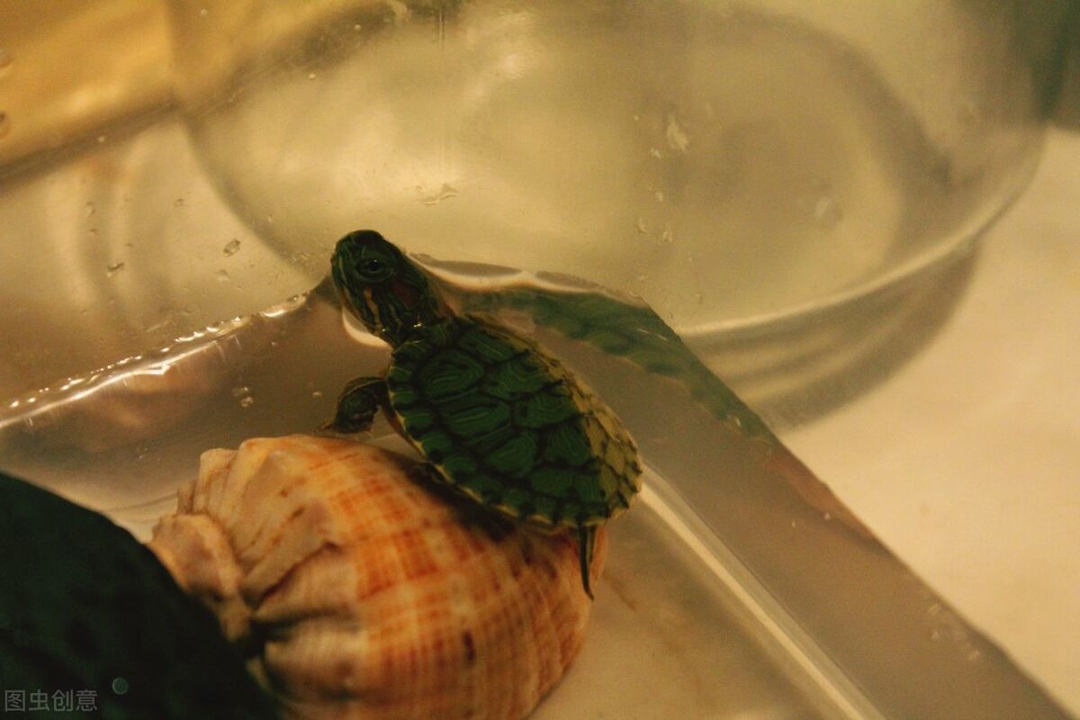 黄耳龟适合深水养还是浅水养（分享乌龟能不能深水养好养吗）