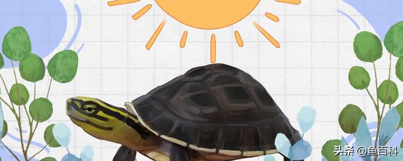 安布闭壳龟可以陆地养吗图片（分享乌龟怎么养需要晒太阳吗）