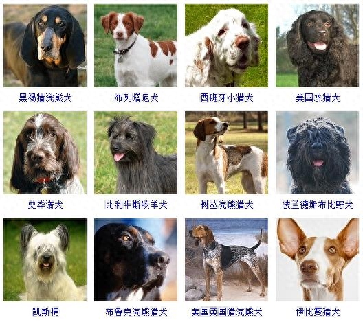 世界名犬大全及名字图片