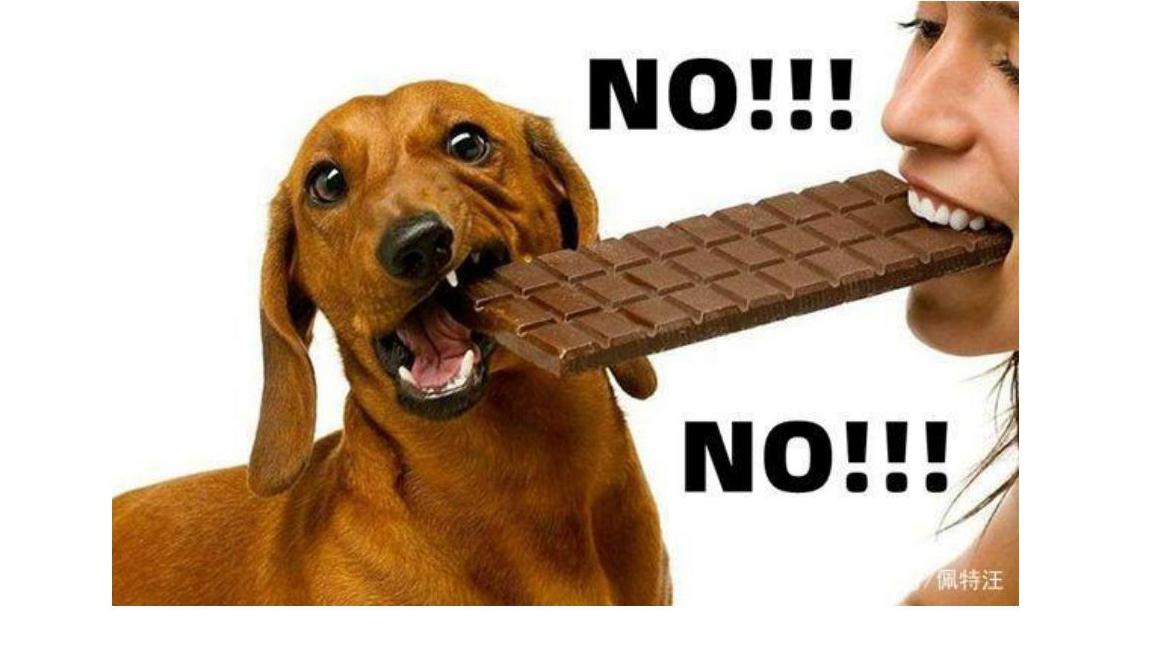 为什么小狗不能吃巧克力的原因有哪些(分享巧克力对狗狗有什么危害）