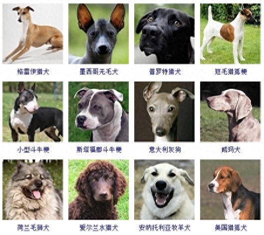 世界名犬大全及名字图片