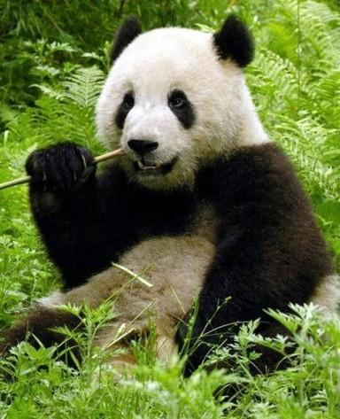 介绍大熊猫的特点特征