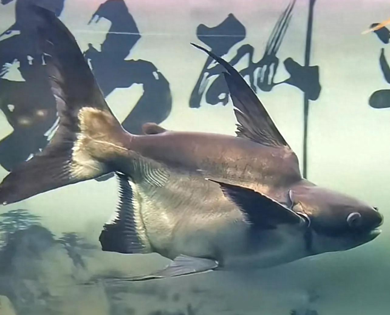 成吉思汗鲨鱼寿命是多少年（分享鲨鱼最长能活多久）
