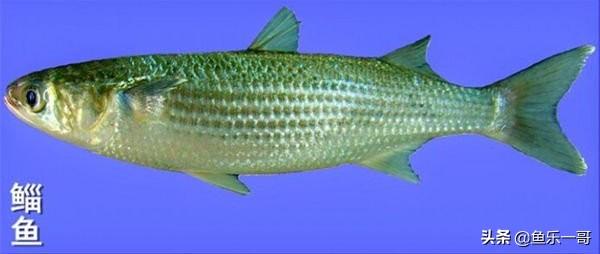 常见淡水鱼种类大全图片