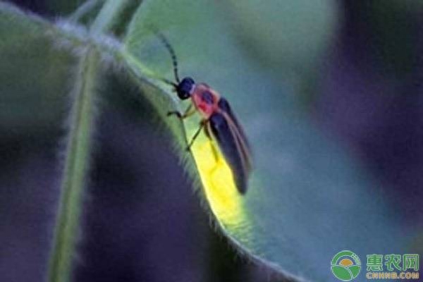 萤火虫喜欢吃什么食物图片（分享萤火虫能吃的东西有哪些）