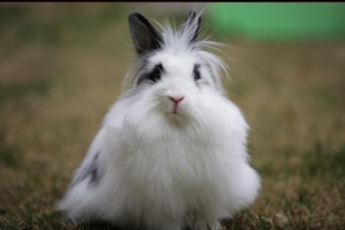 中国宠物兔有哪些品种及图片