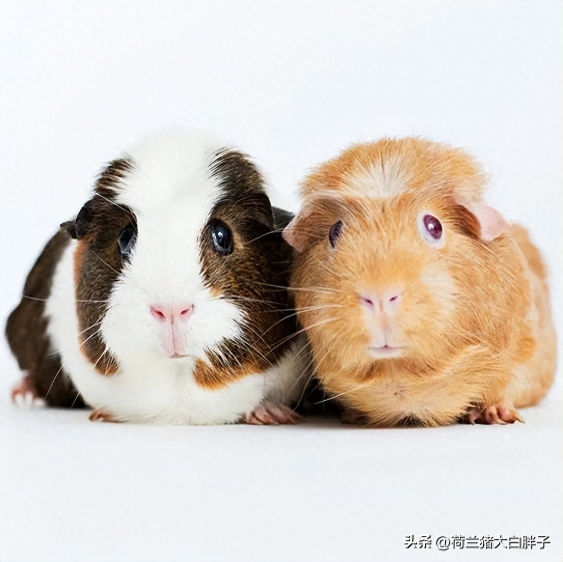 仓鼠和荷兰猪的饲养区别（分享两者之间的差别在哪）