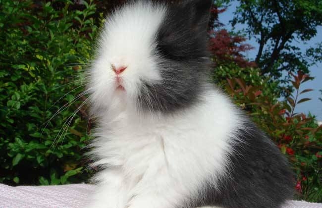 中国宠物兔有哪些品种及图片